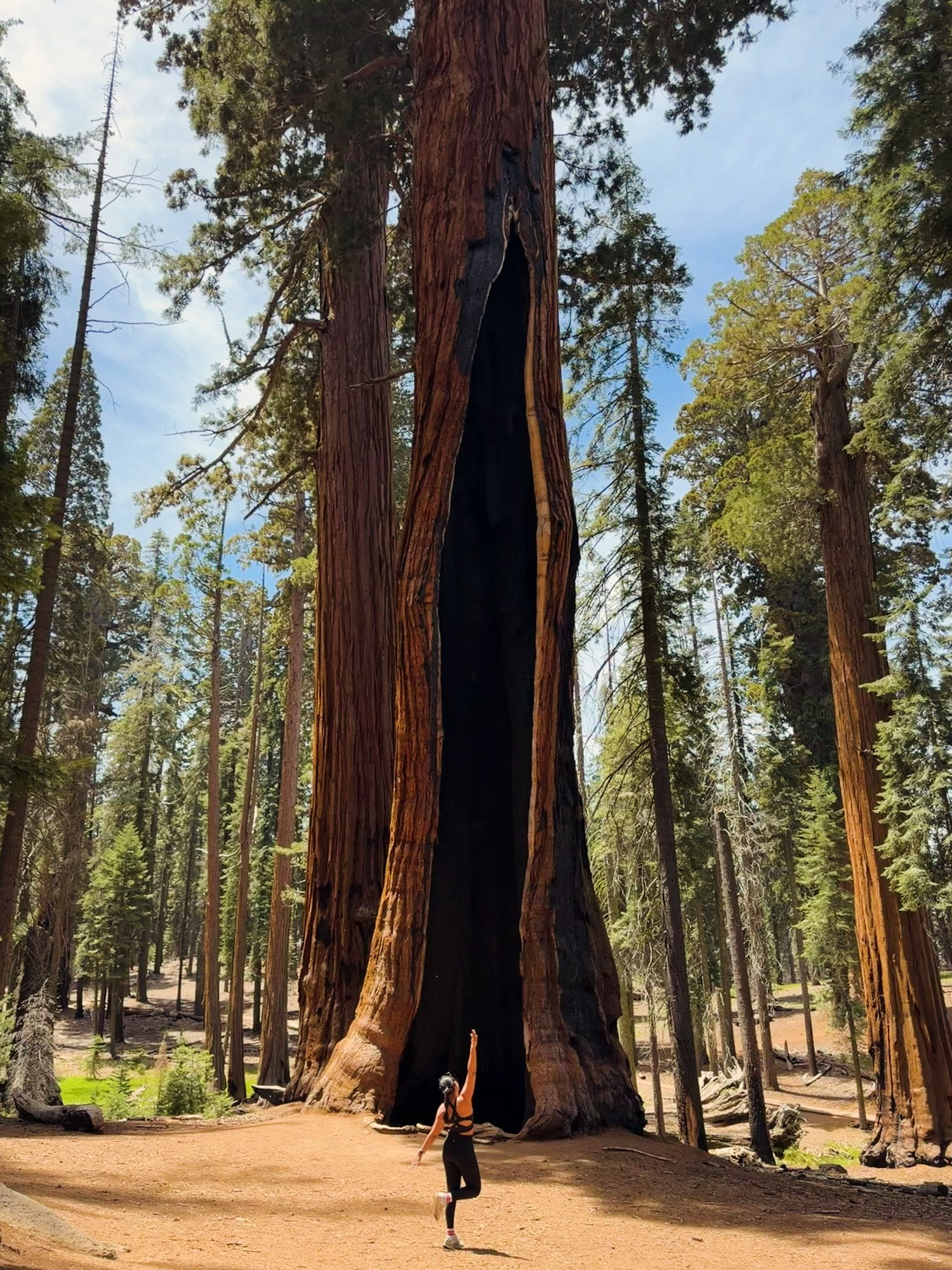 A giant sequoia towering over a small figure at its base