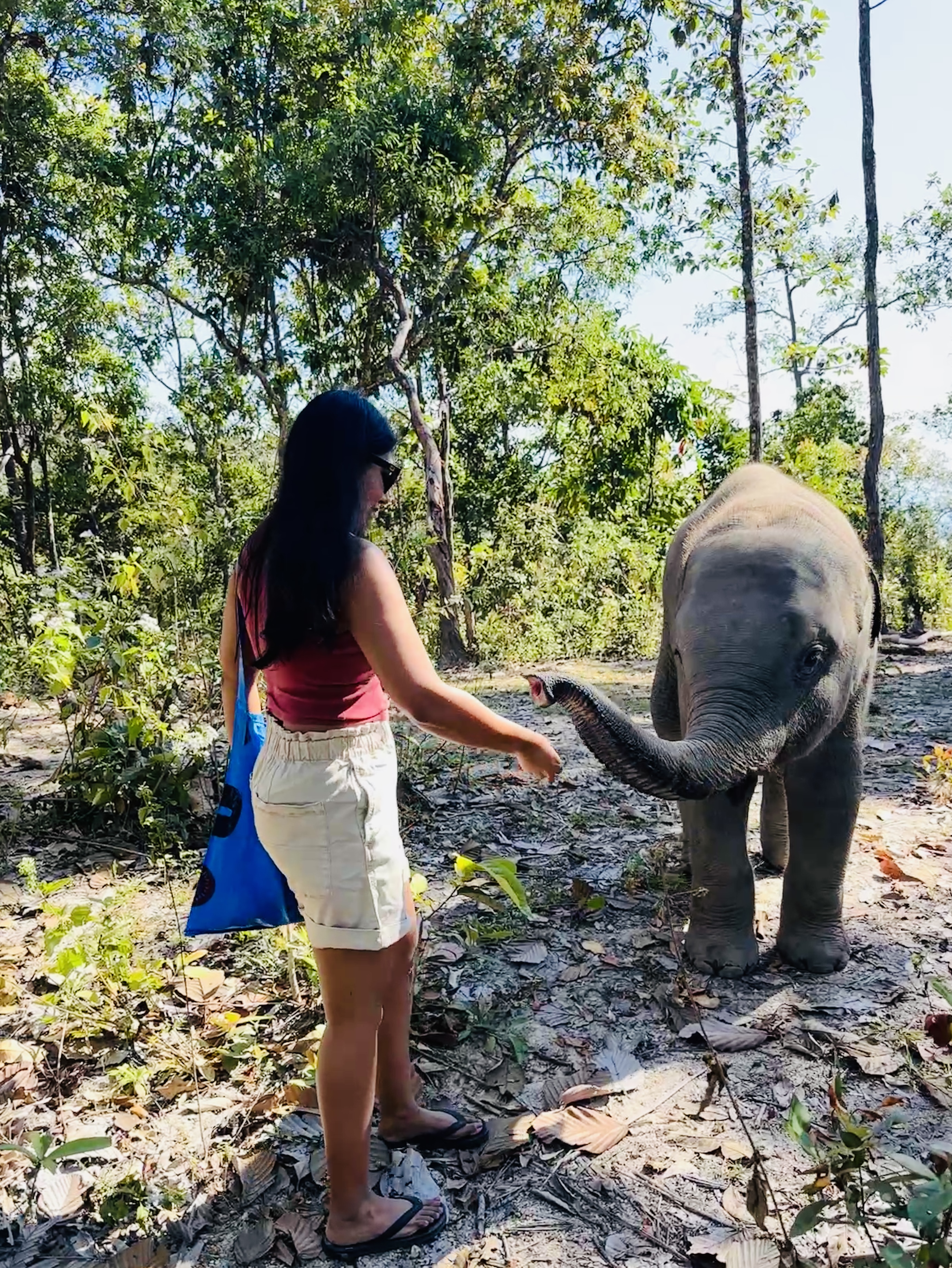 A baby elephant reaching its trunk out towards a woman's outstretched hand in the forest