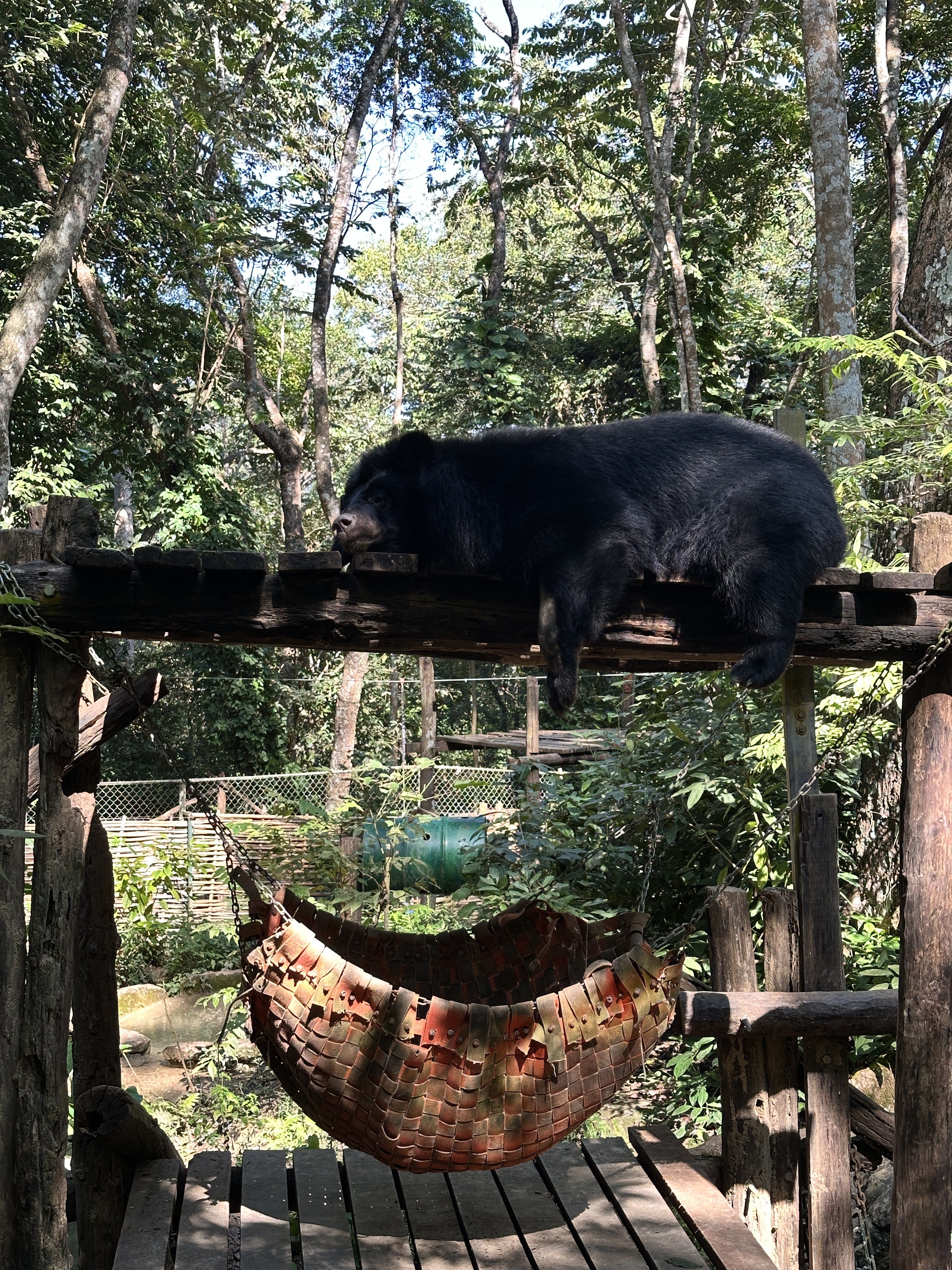 An Asiatic black bear asleep on a wooden platform above a woven hammock at the Free the Bears sanctuary at Kuang Si
