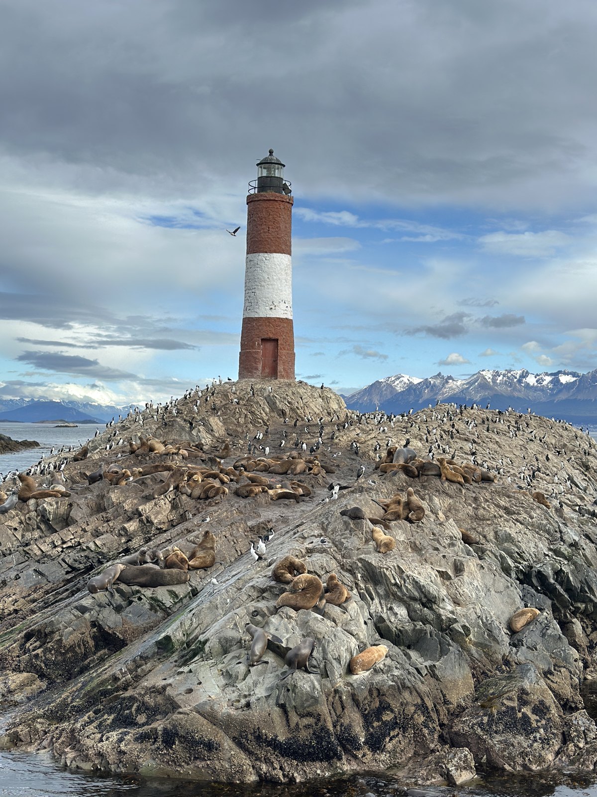 The red and white Les Eclaireurs lighthouse on a rocky islet covered with sea lions and cormorants, snow-capped mountains behind