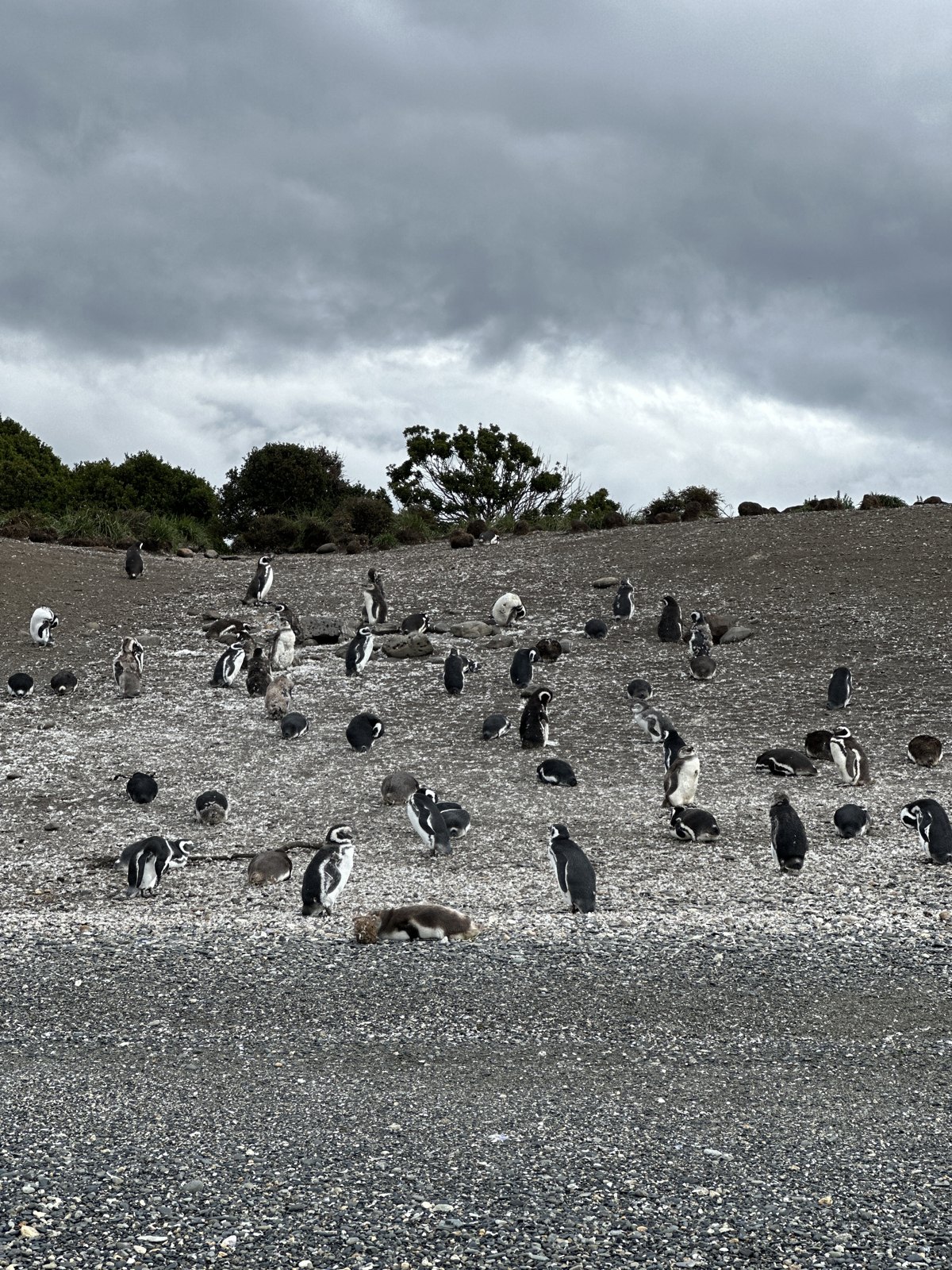 Dozens of Magellanic penguins standing and lying across a grey pebble beach and grassy slope under a heavy sky