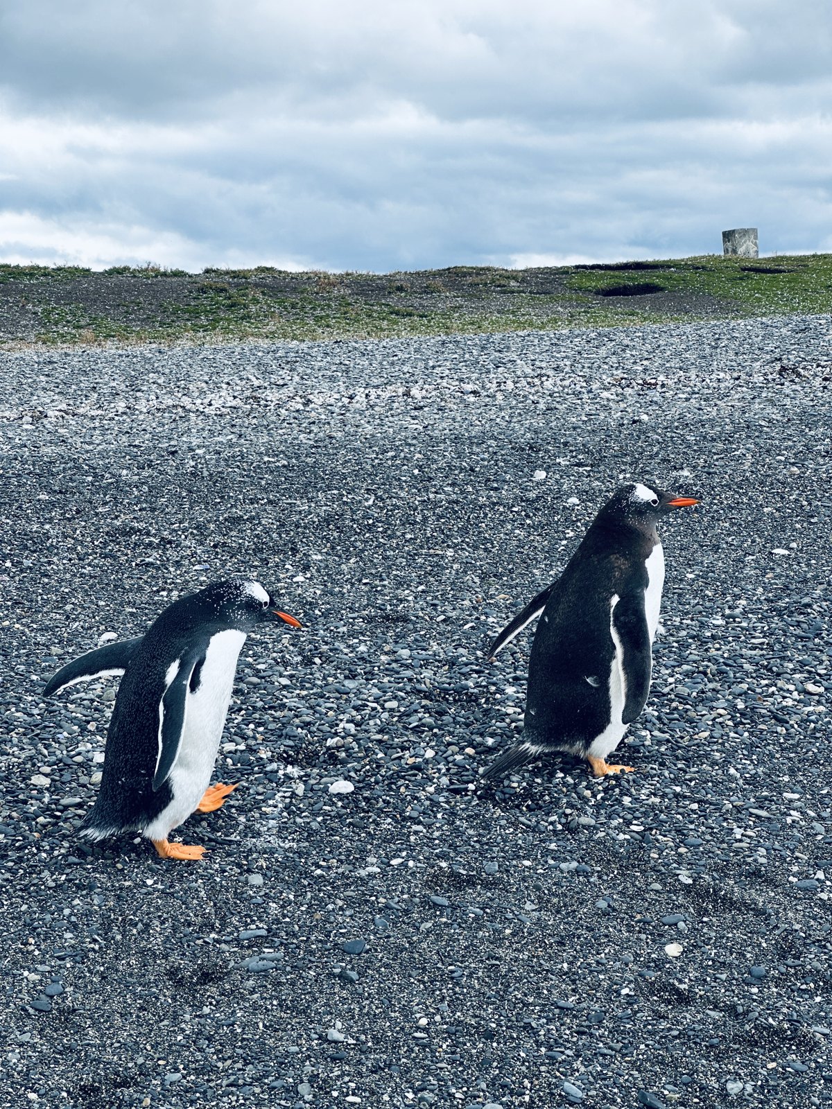 Two gentoo penguins with orange beaks and feet walking across a pebble beach