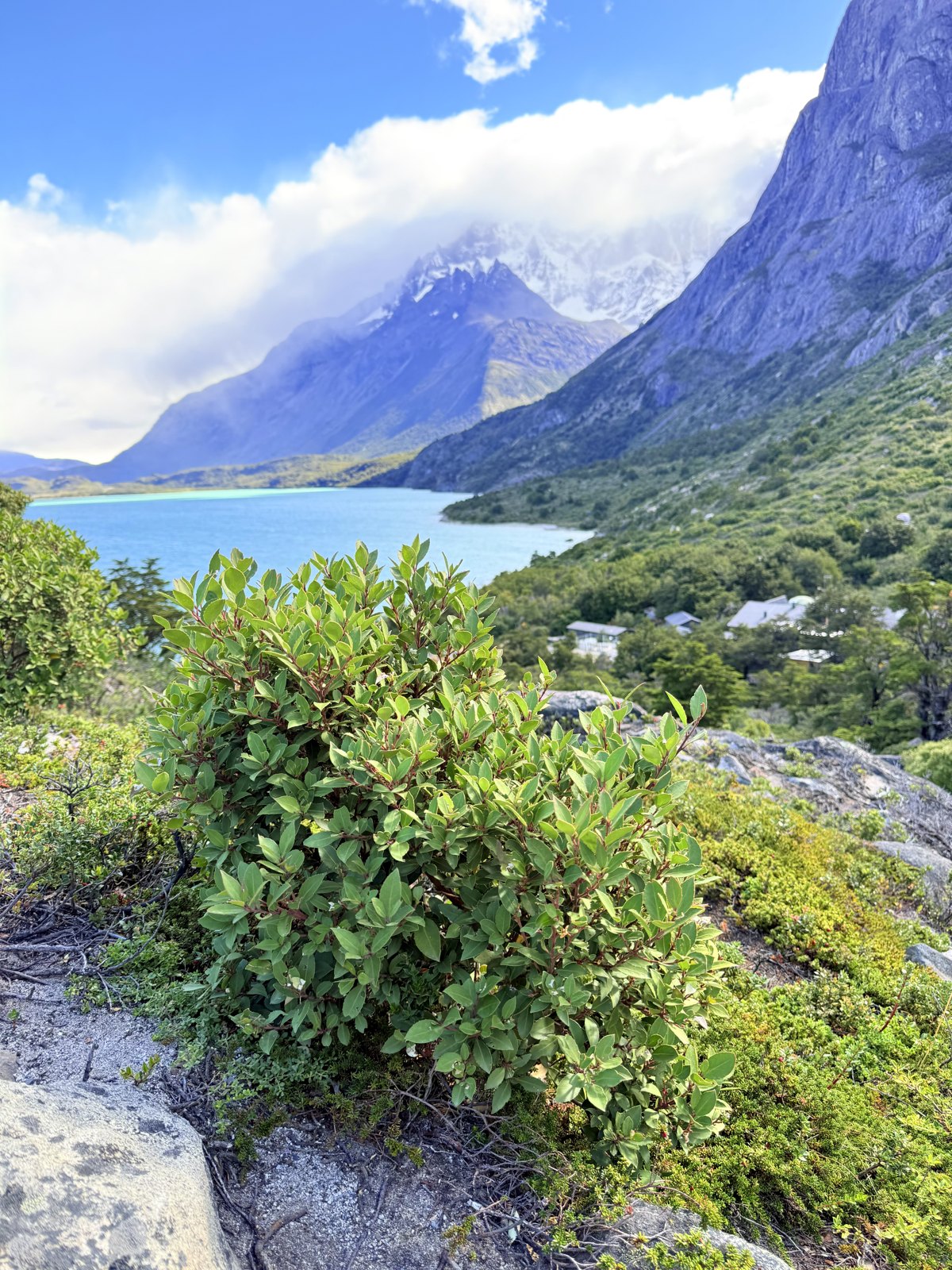 A low green shrub in the foreground with the lake and cloud-covered peaks behind