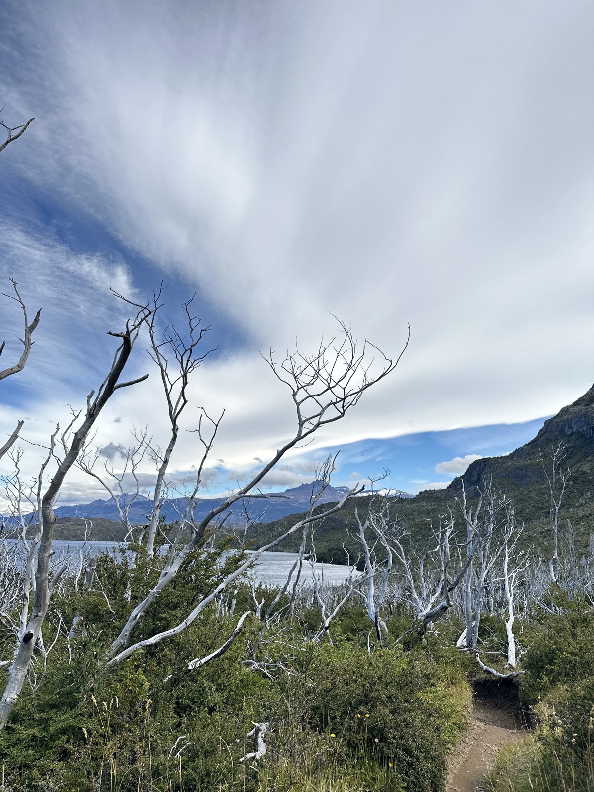 Bare white dead trees standing along a lakeshore trail against a sky of high cloud
