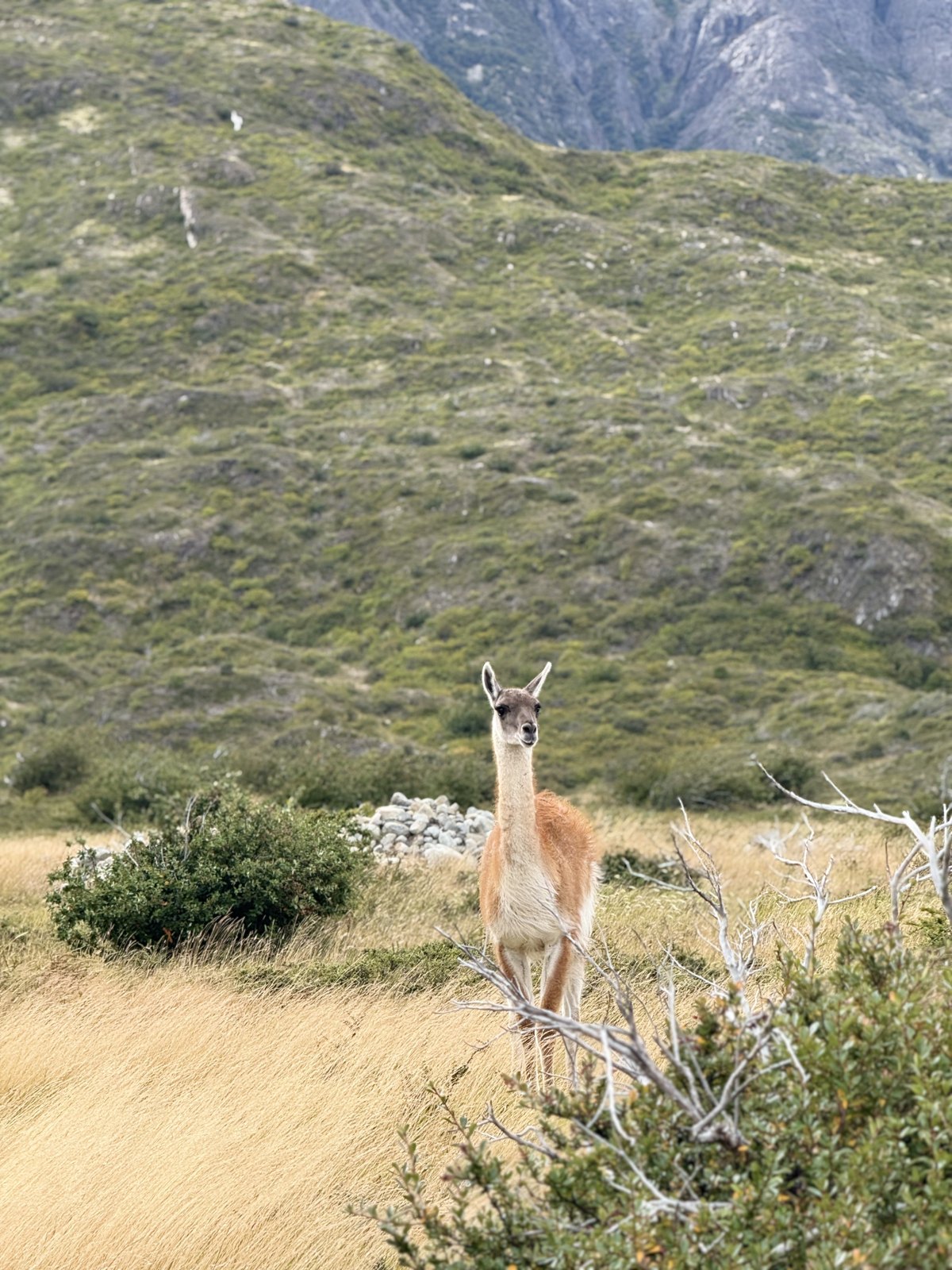 A guanaco standing in long golden grass looking directly at the camera, with a mountain slope behind