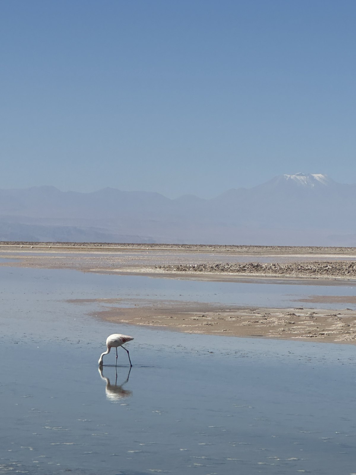 A single flamingo feeding in the shallow reflective water of a salt lagoon, with a snow-capped volcano on the horizon