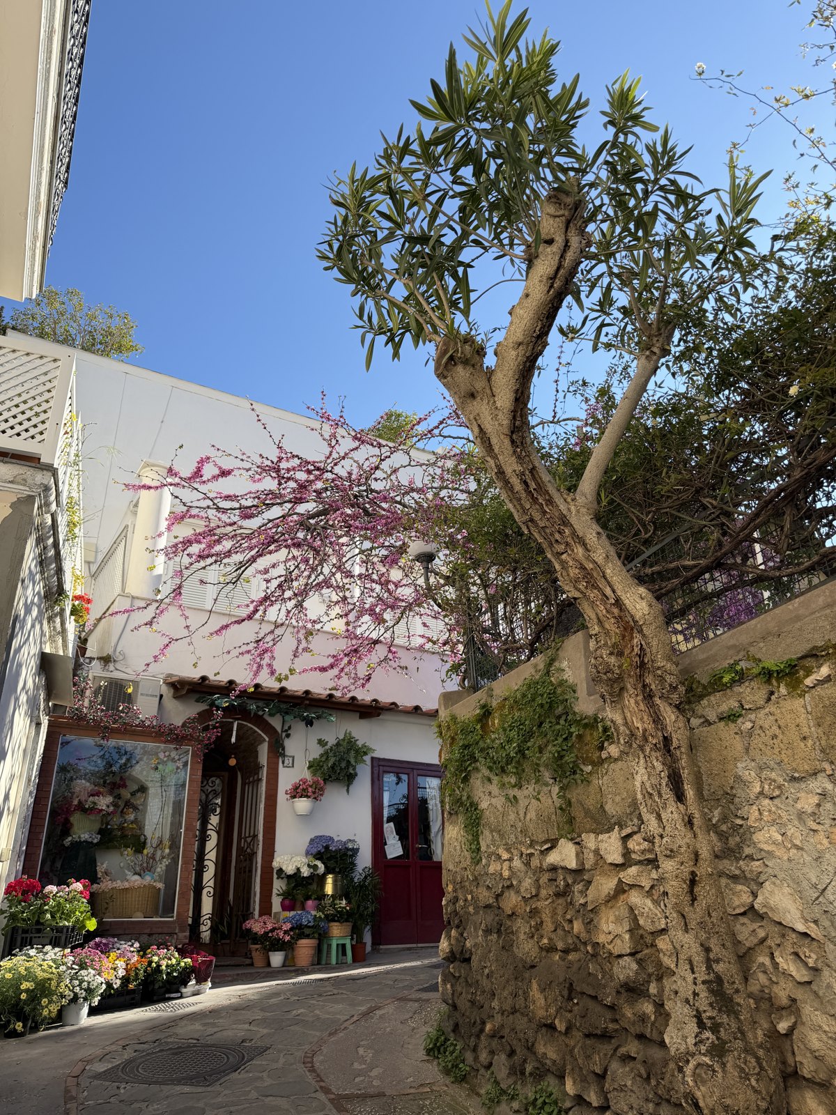 A quiet Capri lane with a flower shop, blossom on a small tree and an old oleander trunk against a stone wall