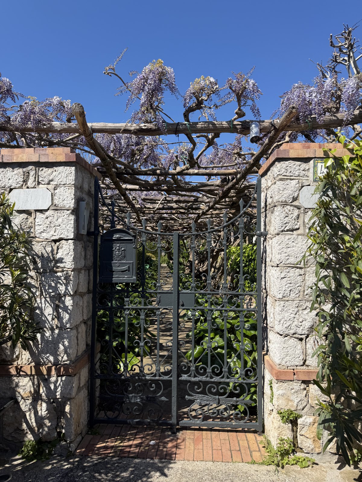 An iron gate between stone pillars with a pergola of wisteria in full bloom overhead against a blue sky