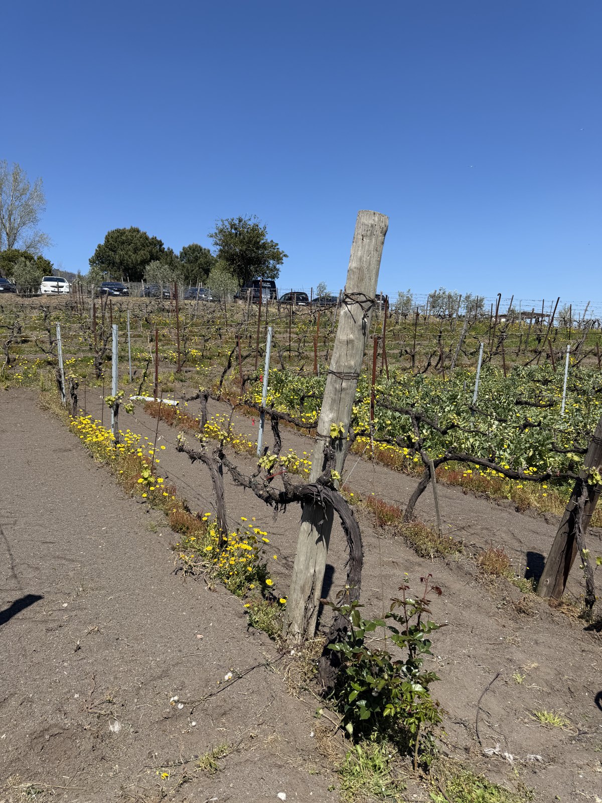 Rows of low bare vines in dark volcanic soil with yellow wildflowers between them under a deep blue sky