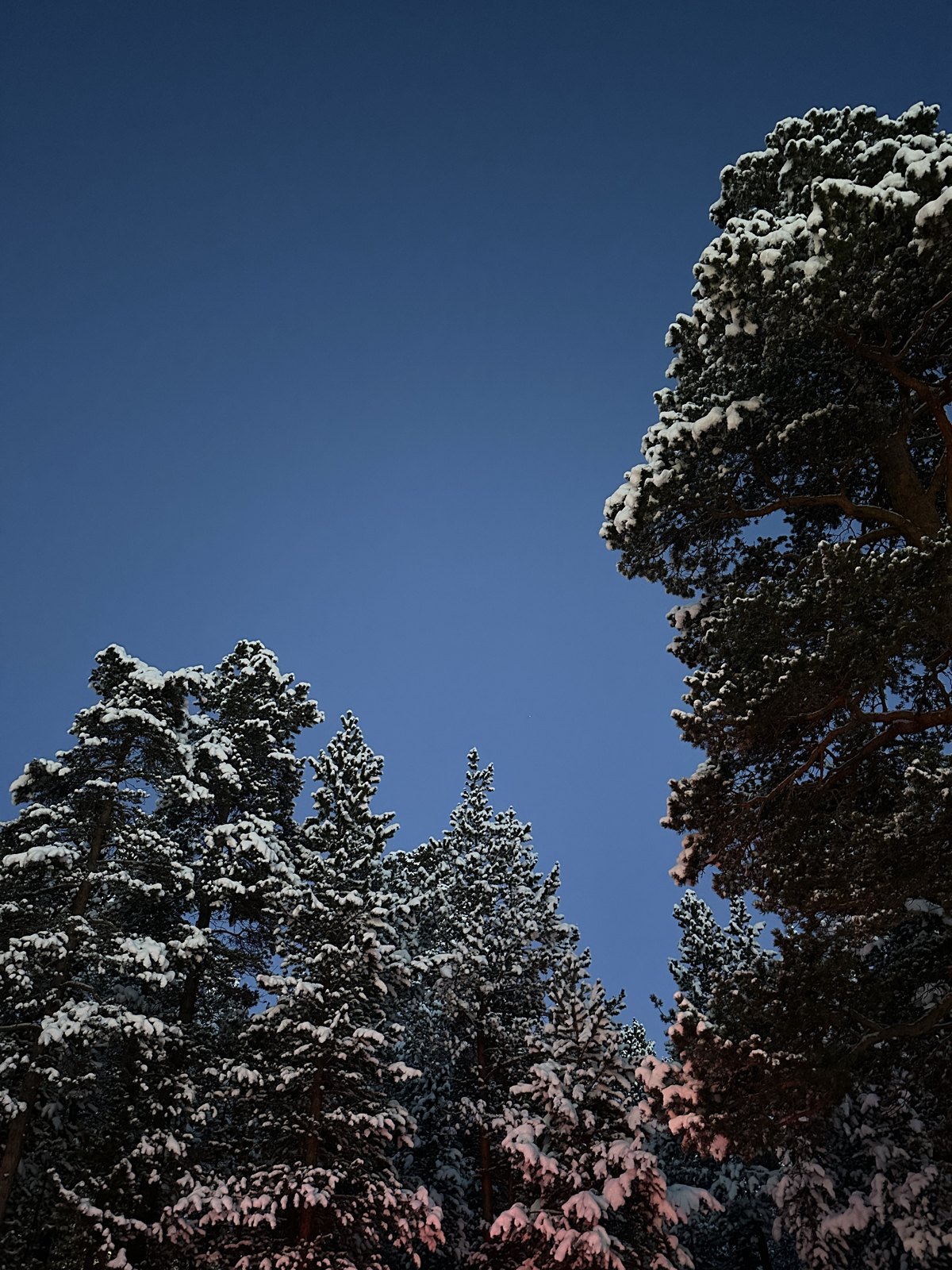 Snow-laden pine trees against a deep blue sky with pink light catching the lower branches