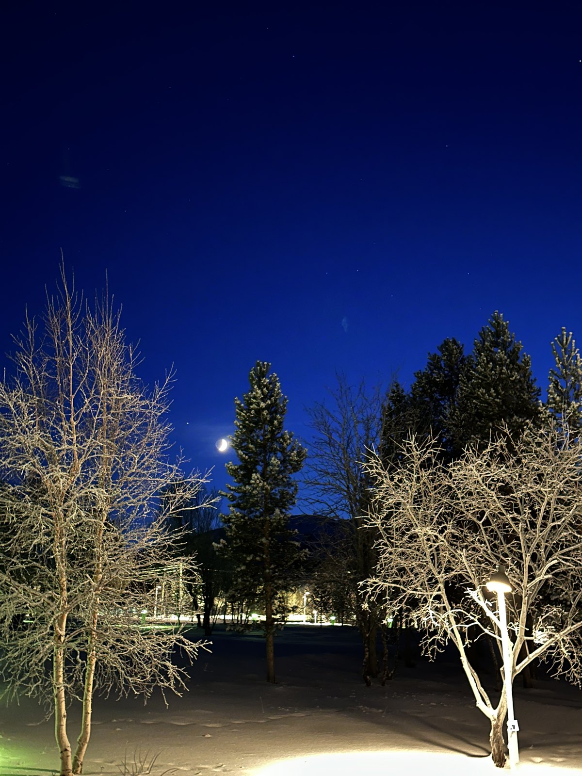 Frost-covered bare trees lit by a street lamp against a deep blue twilight sky with a crescent moon