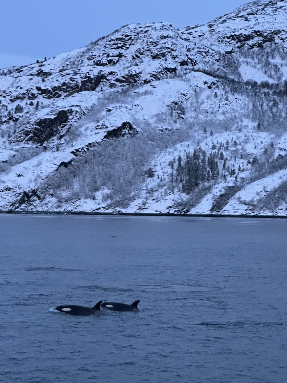 Two orcas surfacing in a fjord with a steep snow-covered mountain behind them