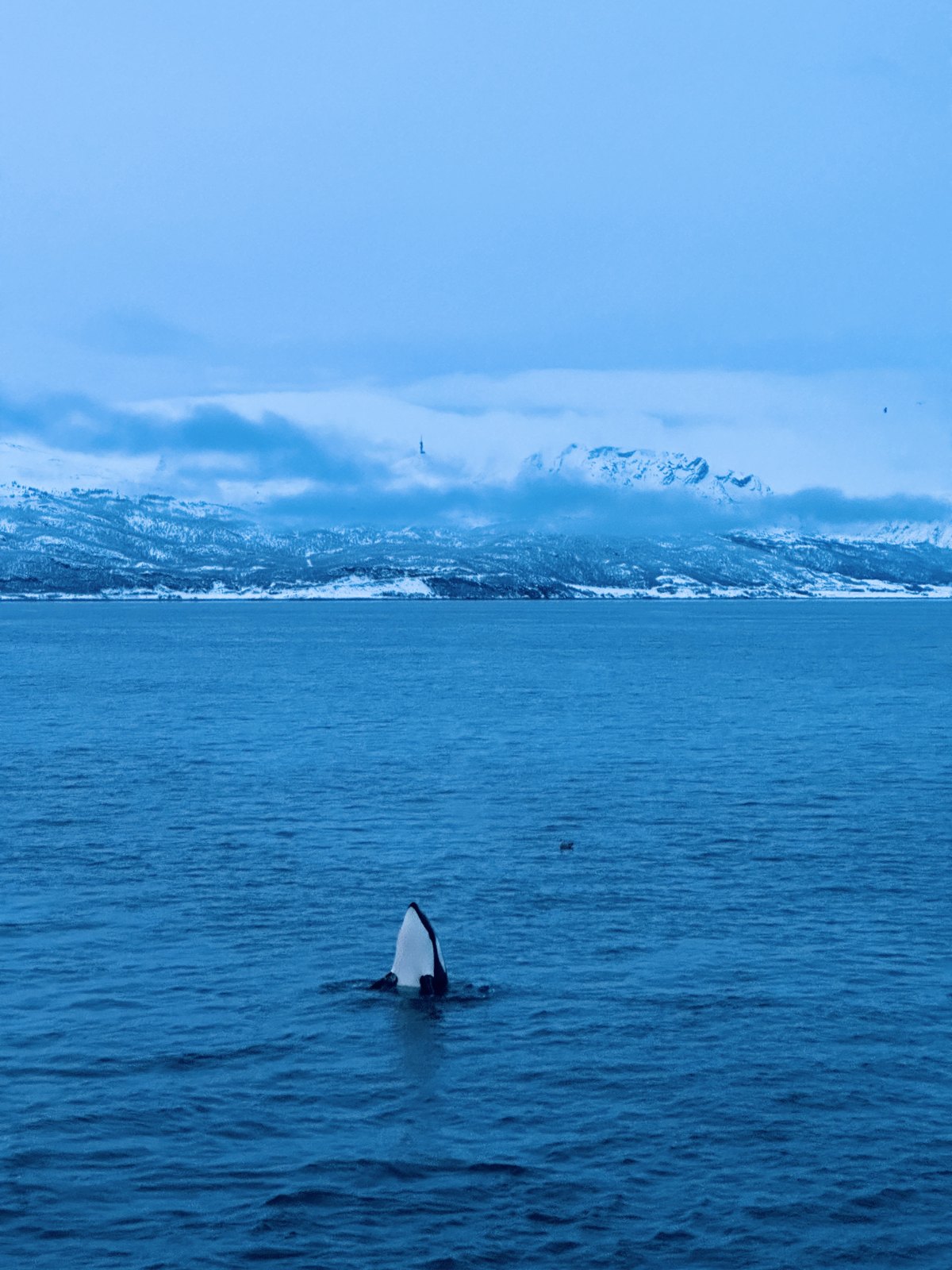 A single orca dorsal fin above the water of a fjord with snowy peaks in cloud behind