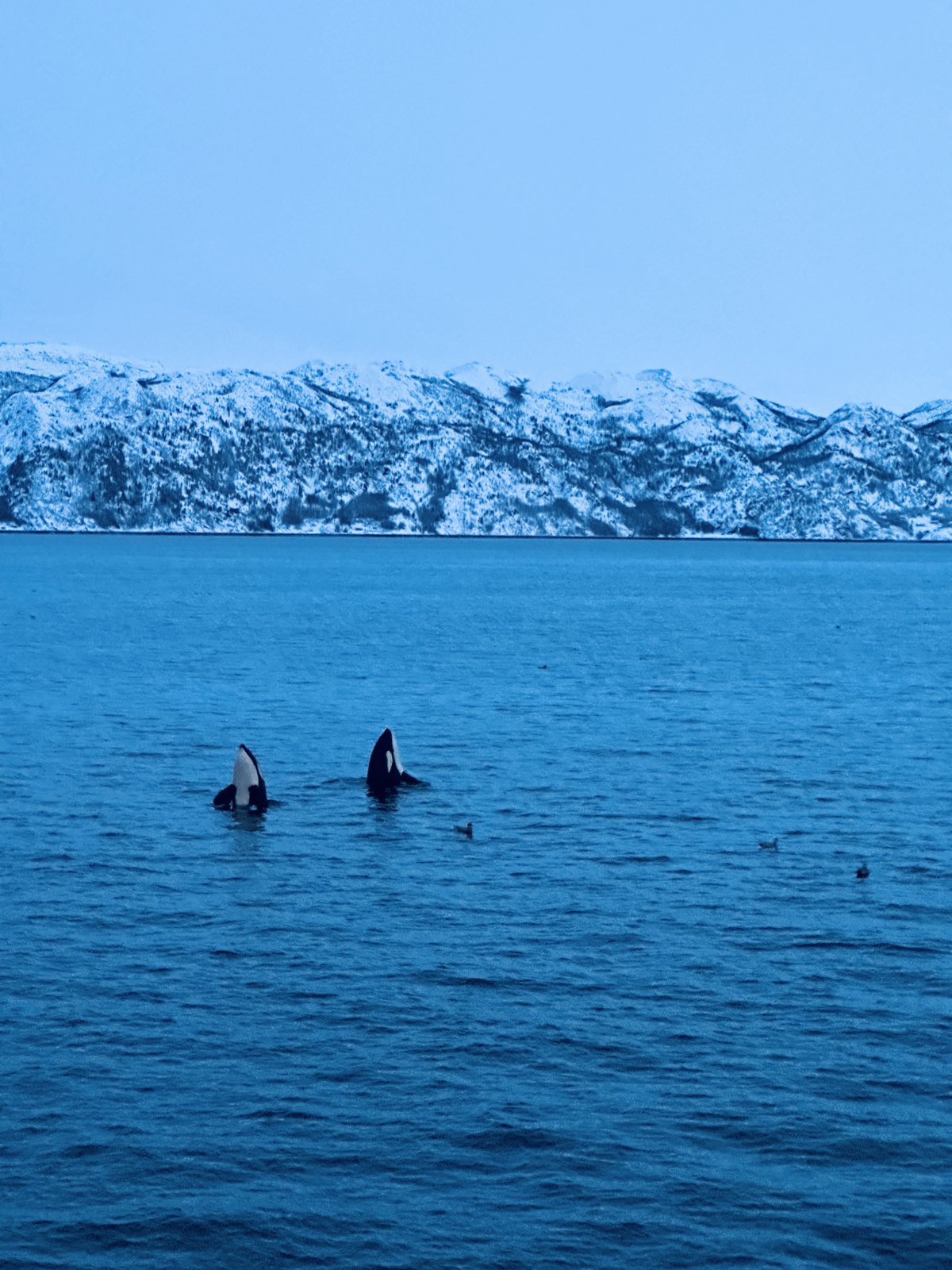 A pair of orcas surfacing side by side in a calm fjord with snow-covered hills behind