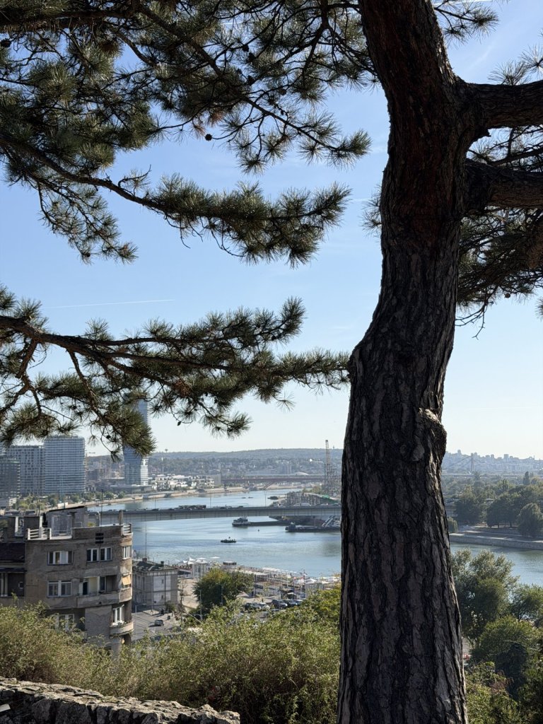 View through pine branches over the Sava river and the bridges of Belgrade